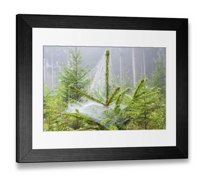 Framed Print : Spruce tree with spider web in a forest Framed Print : Spruce tree with spider web in a forest