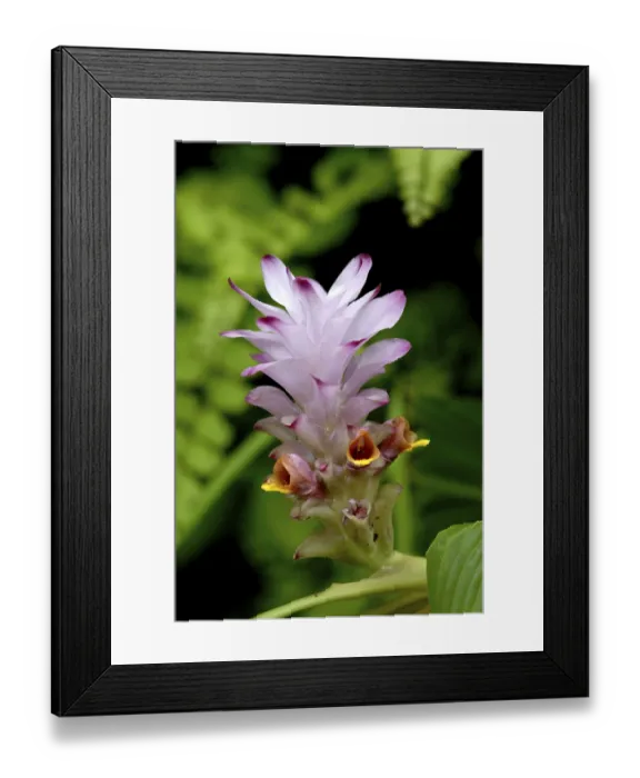 Framed Print : Flower curcuma pseudomontana local name ambe halad or ran halad common in deciduous forest
