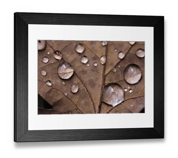 Framed Print : Oak leaf (Quercus rubra)