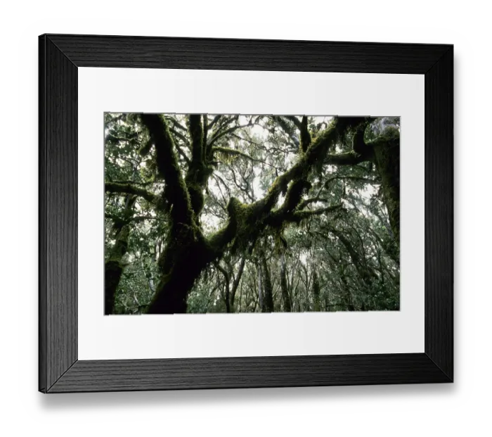 Framed Print : Moss-covered branches in the laurel forest
