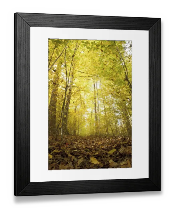 Framed Print : Autumn forest (Fagaceae) Framed Print : Autumn forest (Fagaceae)