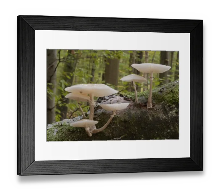 Framed Print : Beech or ringed slime mould (Oudemansiella mucida)