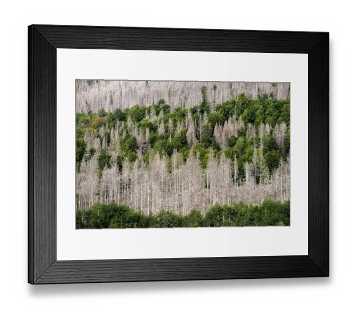 Framed Print : Dead trees in a pine forest due to global warming