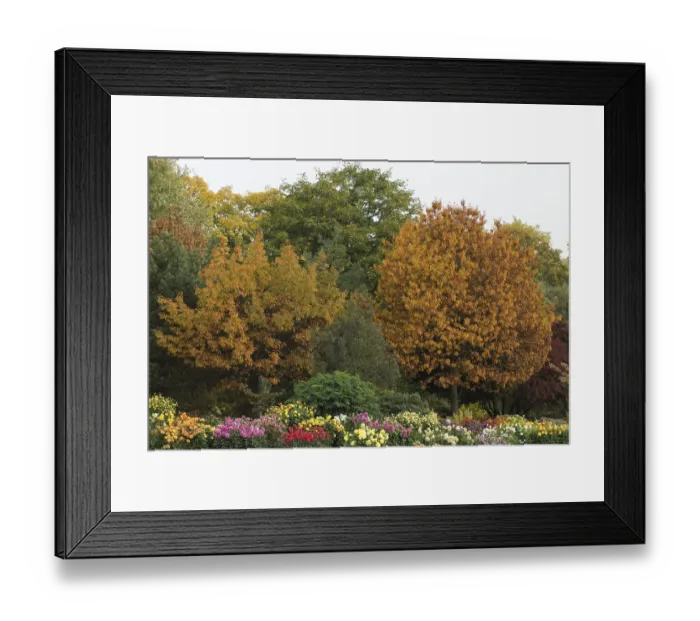 Framed Print : Autumn flowers and trees Framed Print : Autumn flowers and trees