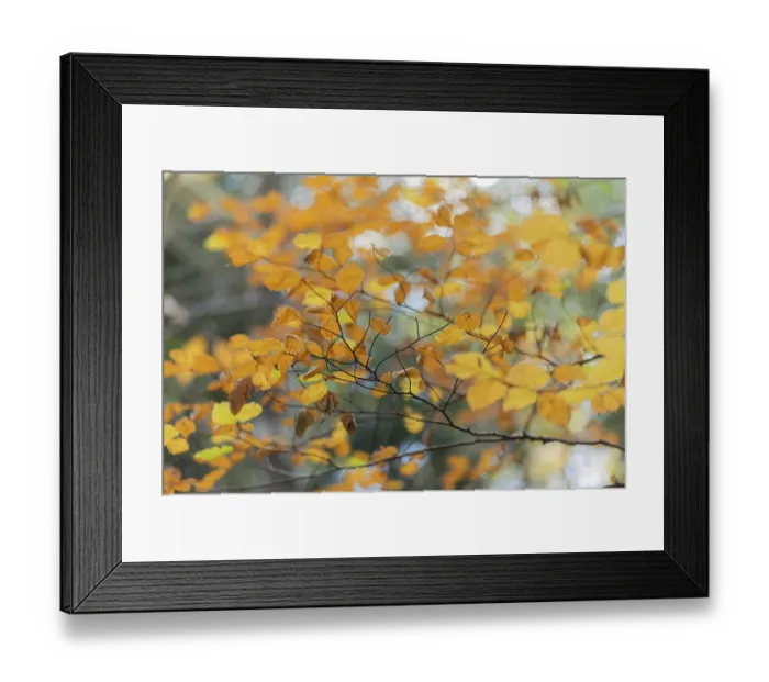 Framed Print : Beech forest with yellow leaves in autumn Framed Print : Beech forest with yellow leaves in autumn