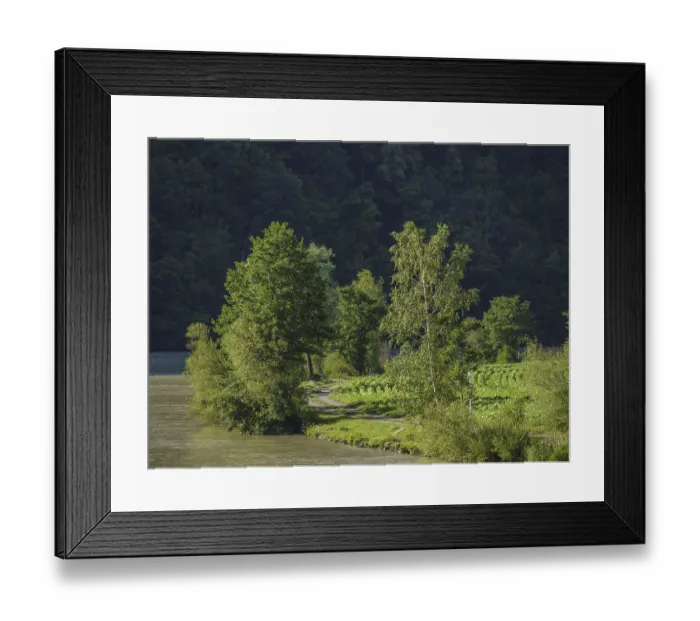 Framed Print : Path along a riverbank, surrounded by lush trees and forest
