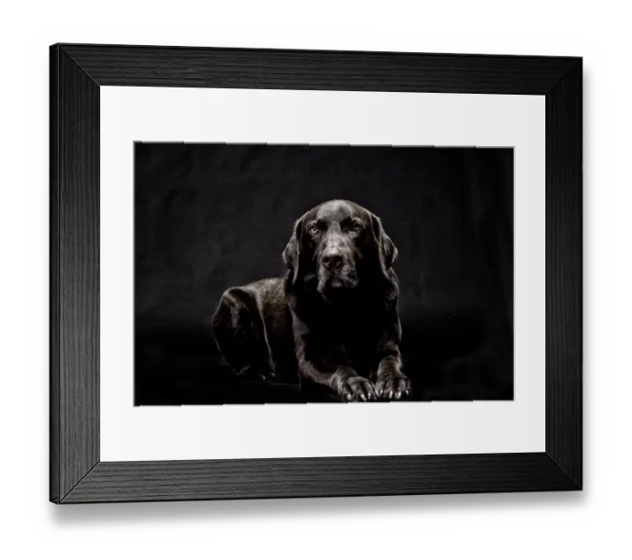 Framed Print : Brown Labrador Framed Print : Brown Labrador