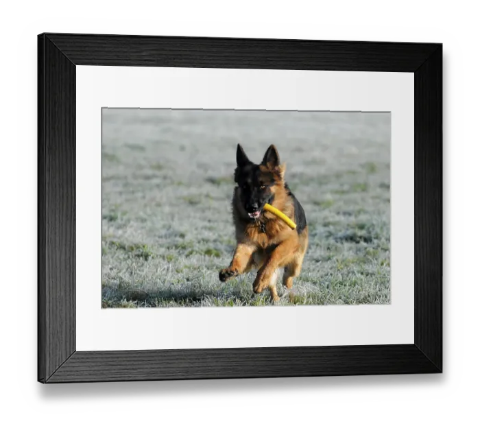 Framed Print : Shepherd dog, portrait, Spraitbach Framed Print : Shepherd dog, portrait, Spraitbach