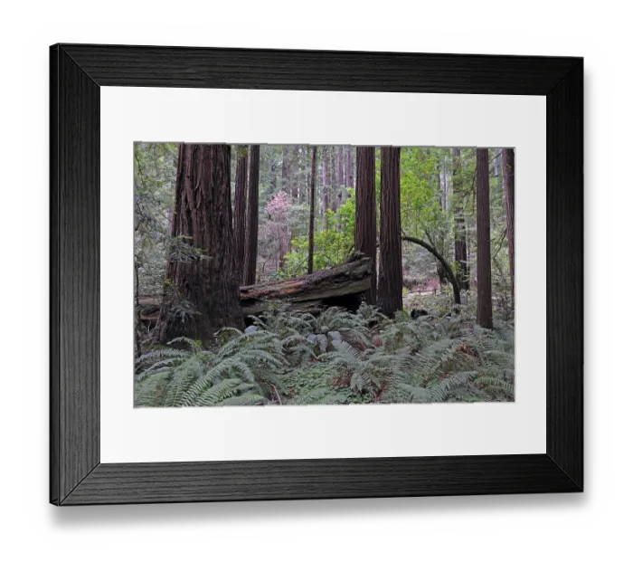 Framed Print : Vegetation and Coast Redwoods (Sequoia sempervirens) Framed Print : Vegetation and Coast Redwoods (Sequoia sempervirens)