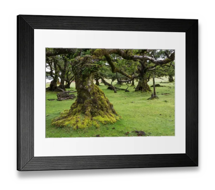 Framed Print : Moss and plant covered ancient stinkwood (Ocotea foetens)