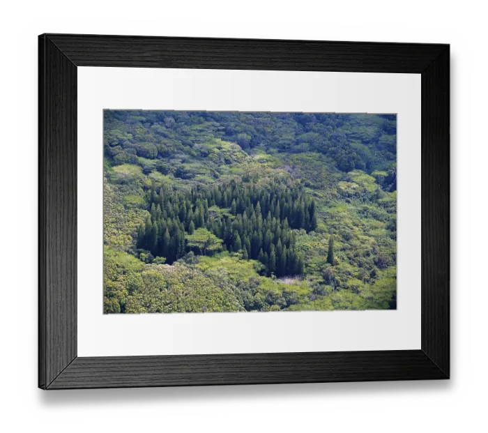 Framed Print : Dense vegetation, various trees