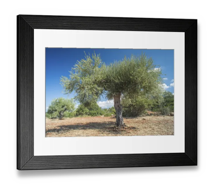 Framed Print : Olive trees in plantation. Agricultural land