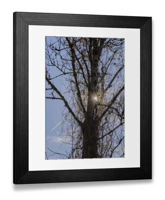 Framed Print : Sun standing behind tree, making visible through the branches Framed Print : Sun standing behind tree, making visible through the branches