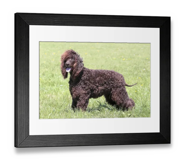 Framed Print : Typical Irish Water Spaniel in the spring garden