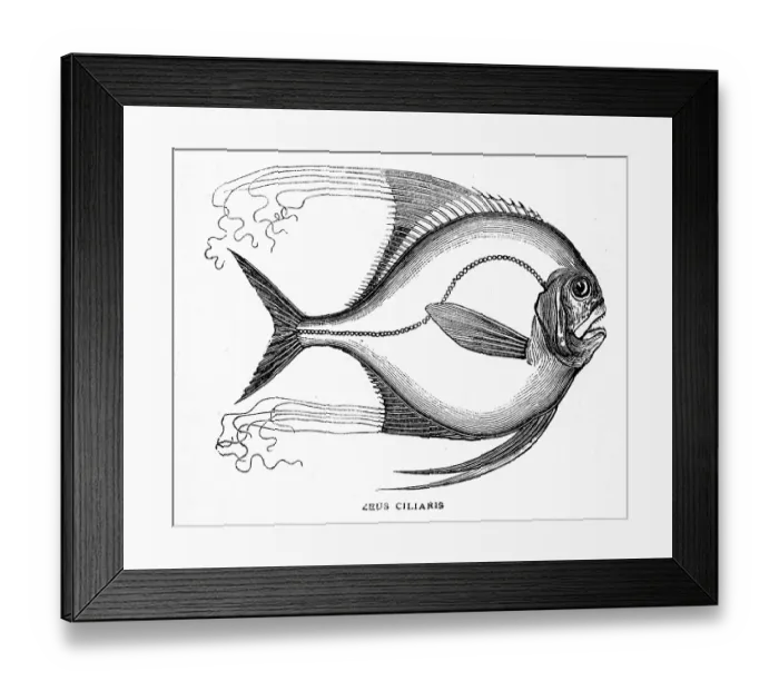 Framed Print : Engraving of the African pompano (Alectis ciliaris) Framed Print : Engraving of the African pompano (Alectis ciliaris)