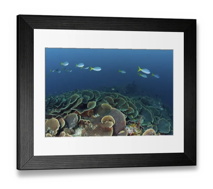 Framed Print : Reef with lettuce coral, Turbinaria mesenterina