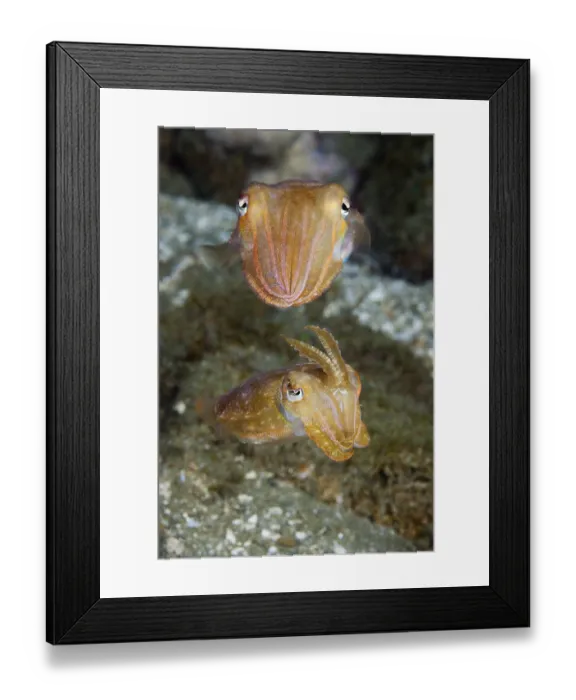 Framed Print : Cuttlefish mating dance, Sepia sp Framed Print : Cuttlefish mating dance, Sepia sp