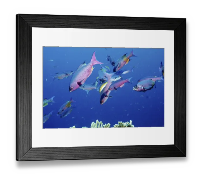 Framed Print : Creole wrasse, Clepticus parrai Framed Print : Creole wrasse, Clepticus parrai