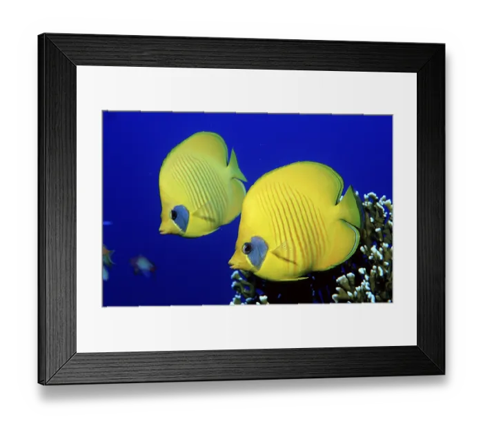 Framed Print : Two masked butterflyfish, crescent moon butterflyfish