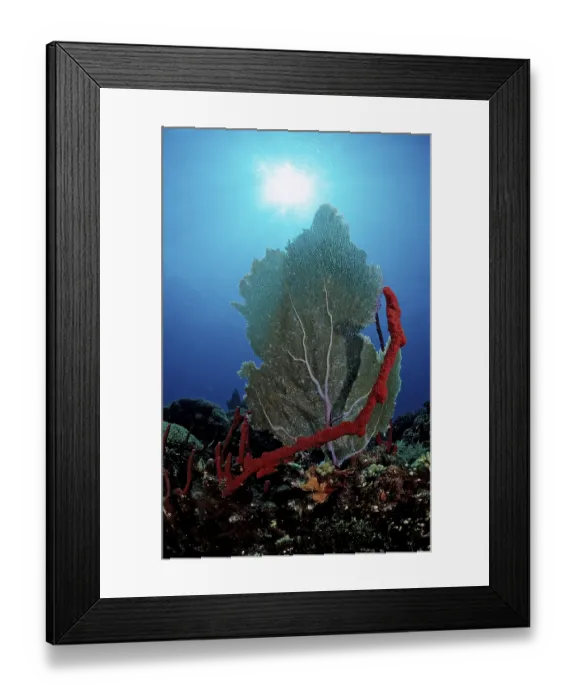 Framed Print : Caribbean coral reef, Punta Cana
