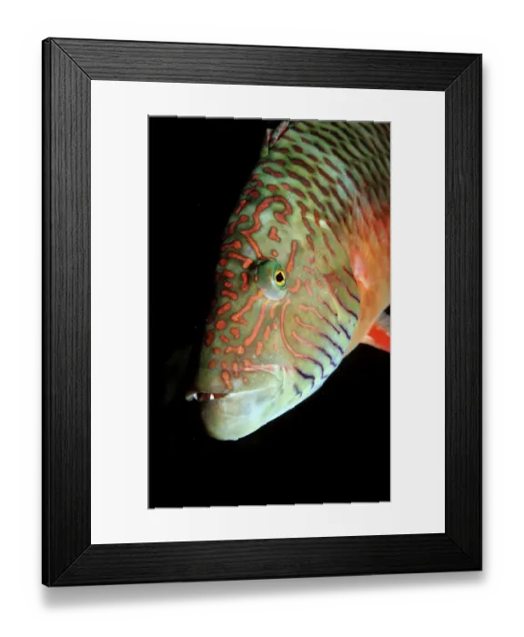 Framed Print : Cheek stripe wrasse, Oxycheilinus digrammus