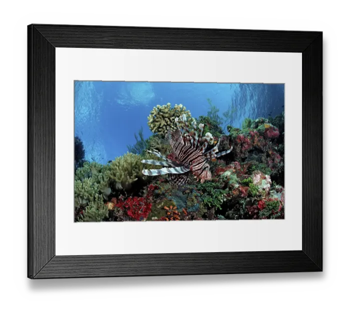 Framed Print : Common lionfish in coral reef, Pterois volitans