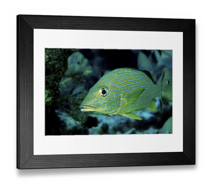 Framed Print : French grunt, Haemulon flavolineatum