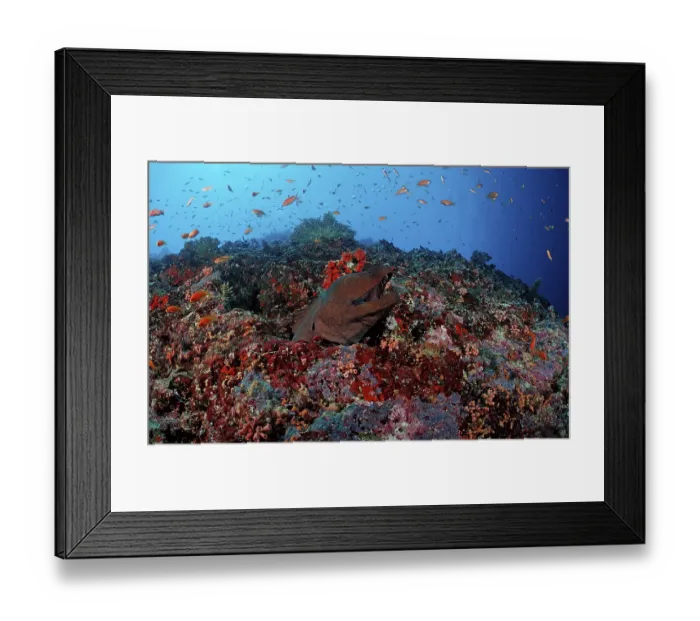 Framed Print : Giant Moray moray eel, Gymnothorax javanicus