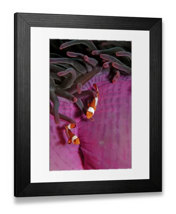 Framed Print : Two orange skunk clownfish, Amphiprion ocellaris Framed Print : Two orange skunk clownfish, Amphiprion ocellaris