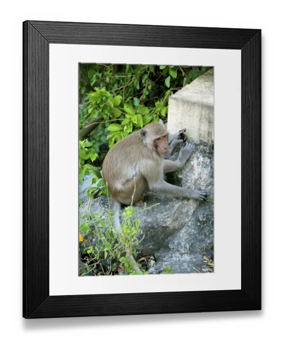 Framed Print : The stump-tailed macaque (Macaca arctoides) Framed Print : The stump-tailed macaque (Macaca arctoides)
