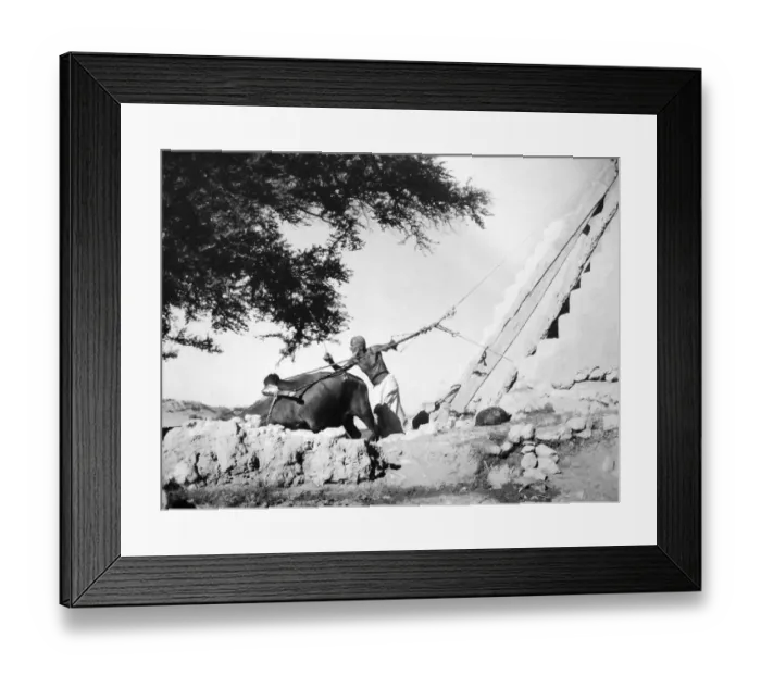 Framed Print : Al-Zajira or Al-Manjoo was a common method of drawing water from wells by bullock power to pull