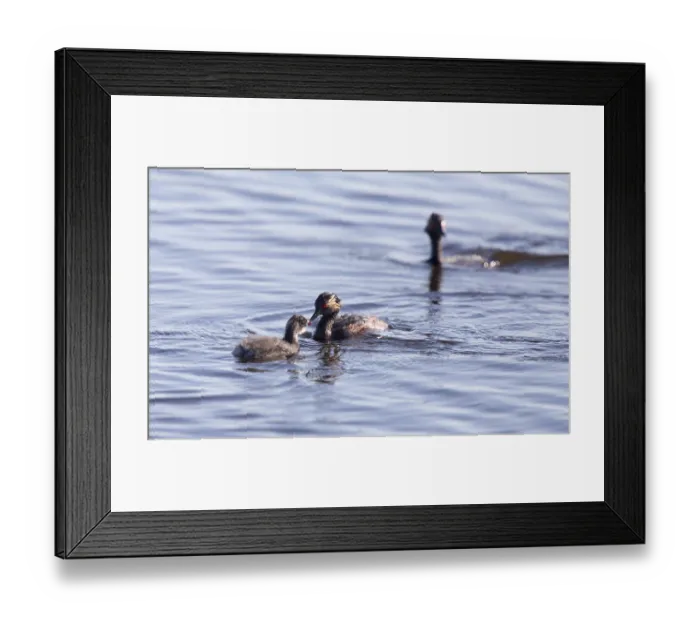 Framed Print : Eared Grebe with Babies Saskatchewan Marsh Canada Framed Print : Eared Grebe with Babies Saskatchewan Marsh Canada