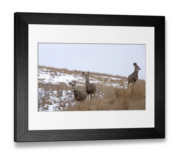 Framed Print : Deer in Field in Saskatchewan Canada winter Framed Print : Deer in Field in Saskatchewan Canada winter