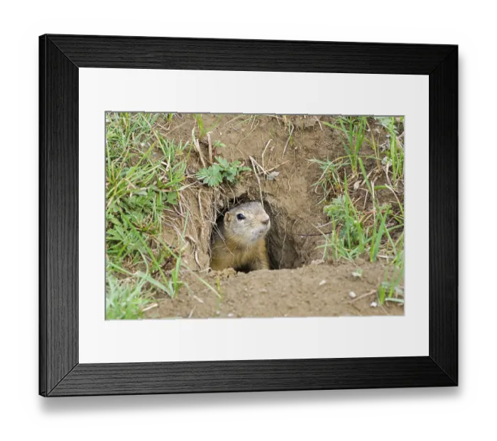 Framed Print : A curious ground squirrel (Spermophilus undulatus) looks out of the hole