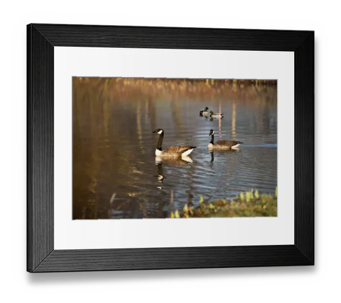 Framed Print : Canada geese (Branta canadensis) Framed Print : Canada geese (Branta canadensis)