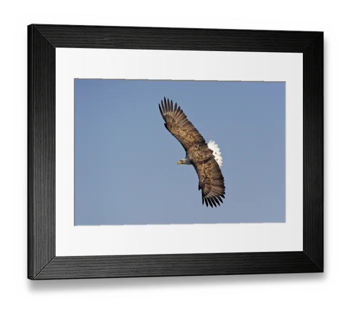 Framed Print : White-tailed eagle (Haliaeetus albicilla)