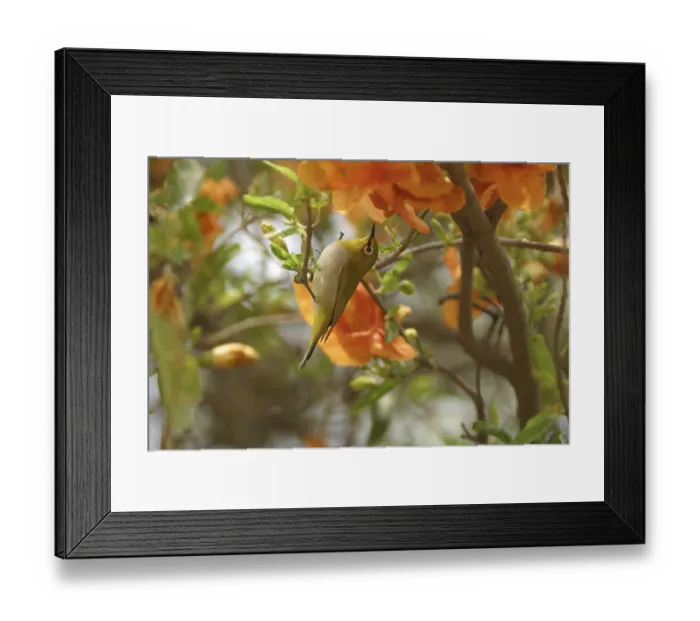 Framed Print : Bird, Oriental white eye Common Iora Aegithina tiphia on flowering Marwar teak (Tacomella undulata) tree