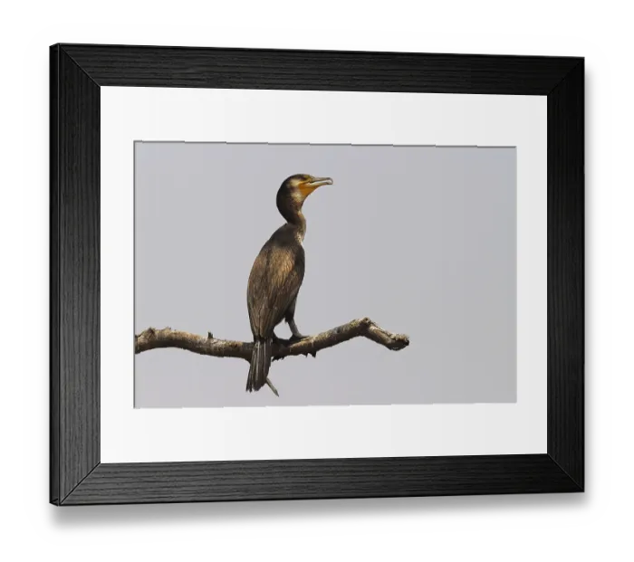 Framed Print : Birds, cormorant phalacrocorax niger at Karanji Lake