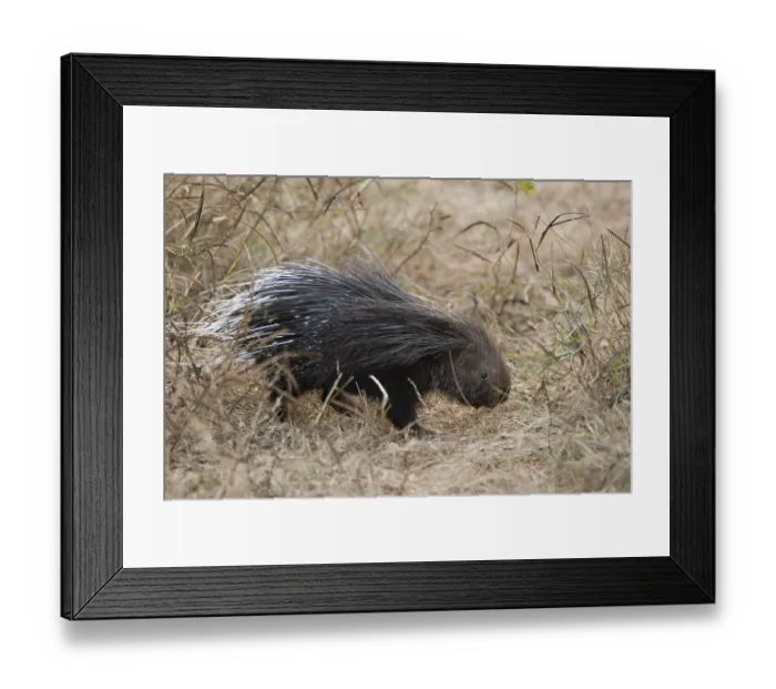 Framed Print : Indian porcupine (Hystrix indica)