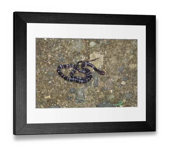 Framed Print : Reptiles, snake Indian common krait bungarus caeruleus