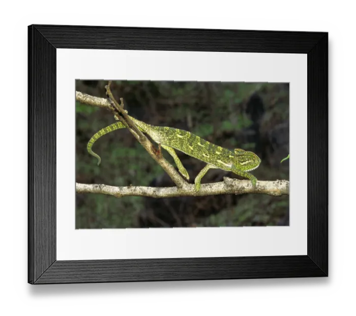 Framed Print : Reptiles, lizards Indian chameleon chamleo zeylanicus Framed Print : Reptiles, lizards Indian chameleon chamleo zeylanicus