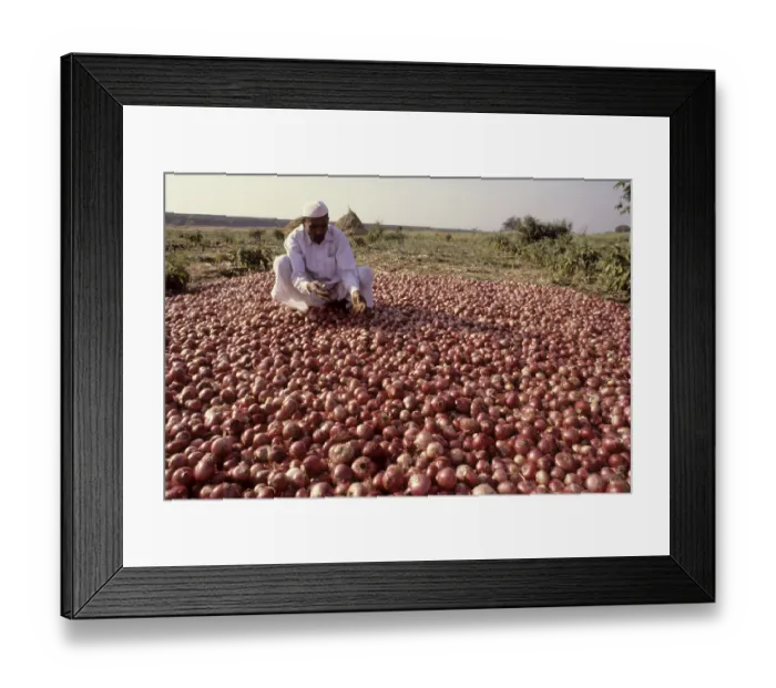 Framed Print : Onion