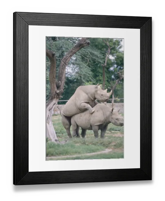 Framed Print : Two Horns Rhinoceros Mating (Rhinoceros unicornis)