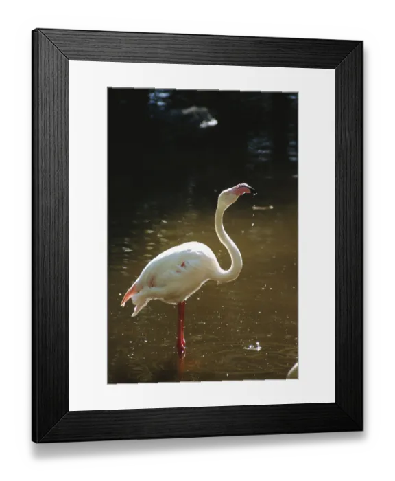 Framed Print : Birds, Lesser Flamingo Phoenicopterus minor Geoffrey Framed Print : Birds, Lesser Flamingo Phoenicopterus minor Geoffrey
