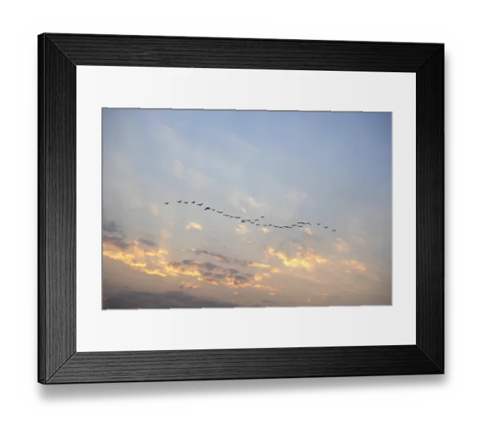 Framed Print : Birds flying in sky at sunrise Framed Print : Birds flying in sky at sunrise