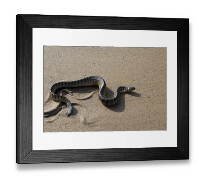 Framed Print : Reptiles, Poisonous sea snake lapemis curtus at beach of Kunkeshwar Framed Print : Reptiles, Poisonous sea snake lapemis curtus at beach of Kunkeshwar