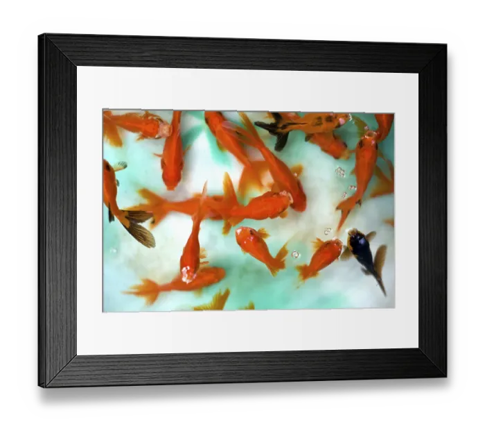 Framed Print : Aquarium fish, cyprinidae carassius auratus red cap Framed Print : Aquarium fish, cyprinidae carassius auratus red cap