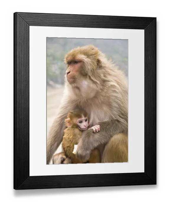 Framed Print : Rhesus macaque macaca mulatta with young Framed Print : Rhesus macaque macaca mulatta with young