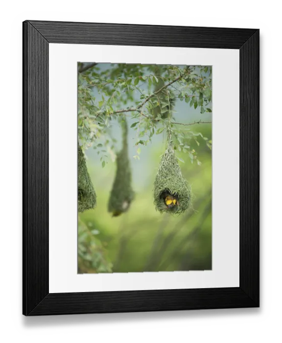 Framed Print : Baya weaver flying for nesting, India