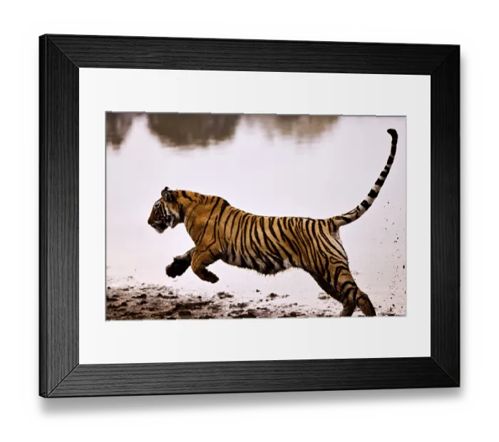 Framed Print : Tiger panthera tigris tigris running in lake